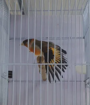 Birds2