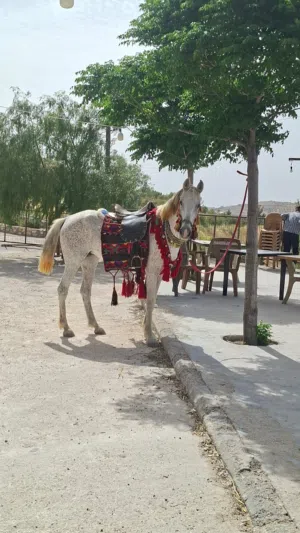 فرس للبيع جرش قفقفا