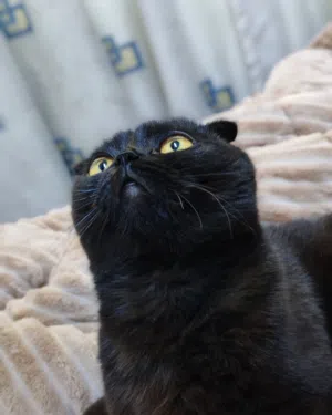 انثى سكوتش فولد بريتش بيور للتبني