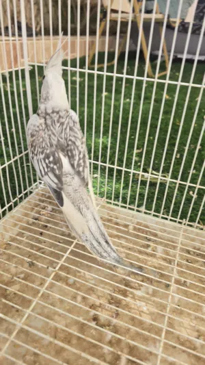 فرخ كوكتيل وايت فيس غير اليف