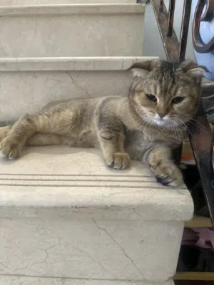 قطط سكوش فولد للتبني مجانا