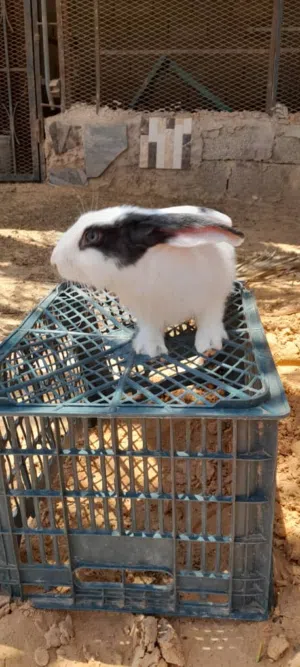 السلام عليكم أرنب ذکر ربي يبارك