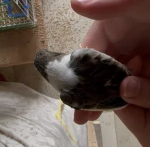 السلام عليكم طيرة فل على البيض للبيع