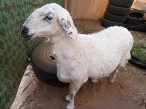 حري للبيع سمين