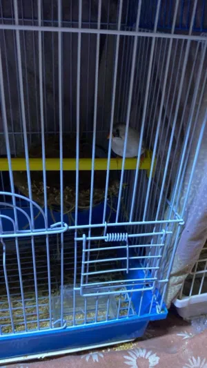 Mix birds with cage Cocktail and finches