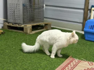 قطه للبيع انثى