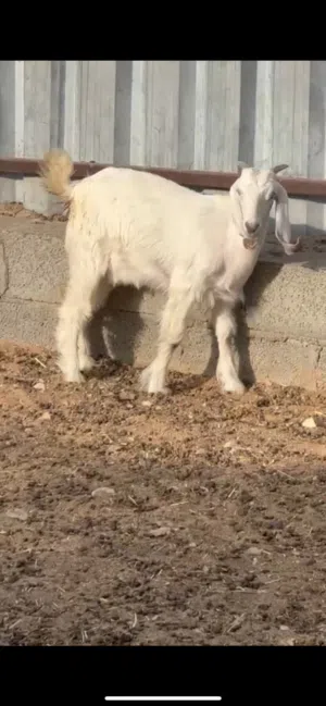 حلال للبيع