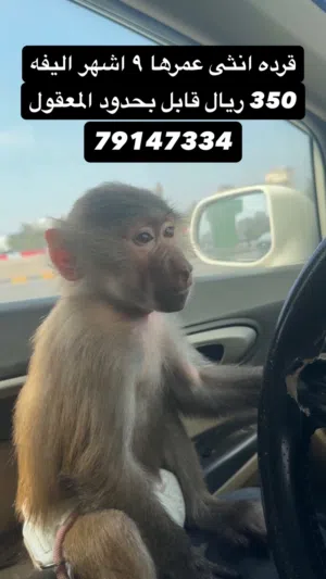 قرد انثى اليف للبيع