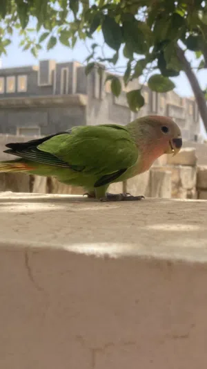 عصفور بركاديلو للبيع