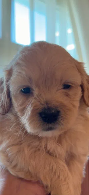 Shih-poo  شيه-بو