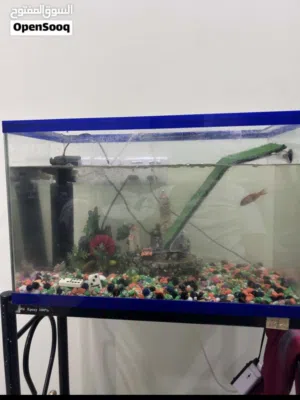 حوض سمك نظيف مع كل اغراضه  و قابل بالمعقول