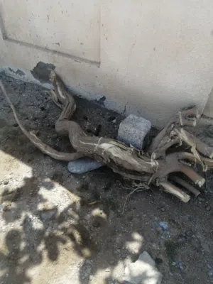 للبيع حطب السمر