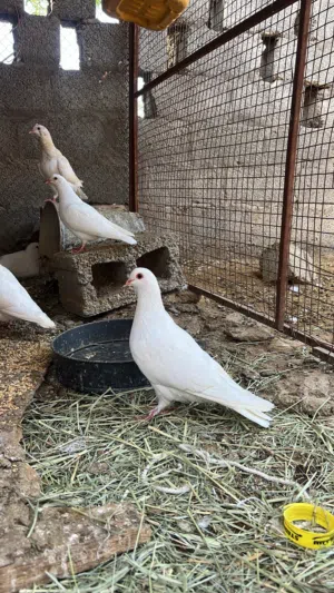 حمام فرنسي