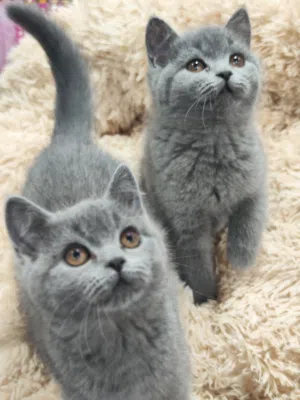 قطط بريتش بيور اناث العمر 70 يوم اعلى مستوى واعلى فئه شامل فل بكج فقط 90