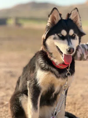 انثى هاسكي مميز