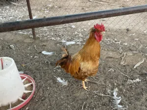 للبيع دجاج الكويتي الحبحب حباحب