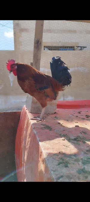 ديوك بلدي  اعمار مختلفه