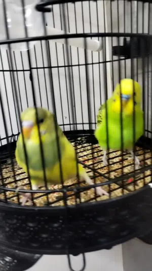عصافير حب للبيع