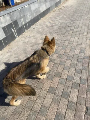 كلب الاسكا ع جيرمن العمر اقل من سنه لعوب وما بعظ ونضيف وماخذ مطاعيم