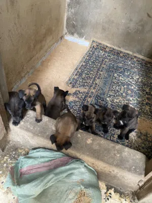 جراو مالينوااا