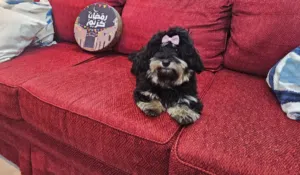 maltipoo مالتيبو