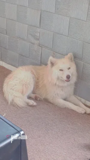 للبيع كلب ذكر 80 د