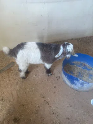 جديان وصخلة للبيع