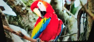 شاشه توشيبا 65 سمارت