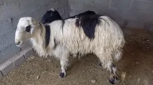 للبيع كبش نجدي