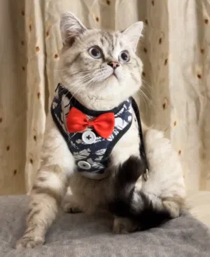 ذكر برتش شورت هير سلفر شيدد 7 شهور مع اغراضه ماخد جميع المطاعيم مع شهاده