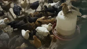 دجاج عماني