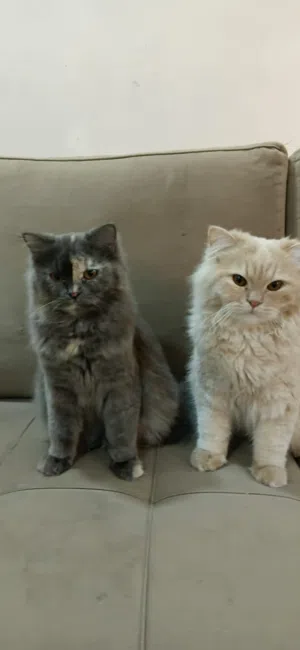قطتين توام للبيع شيرازي