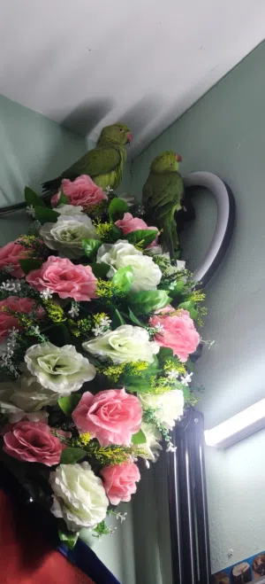 green indian ring neck parrot baby 4 month only