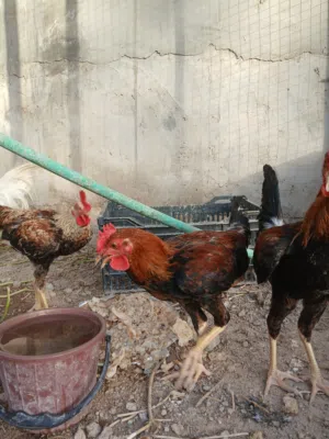 ديج عرب شمسي
