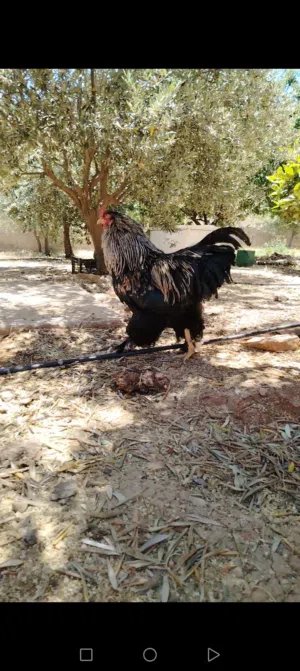ديك براهمي اسود وديوك بلايموث روك وصوصان بلايموث روك وبراهمي