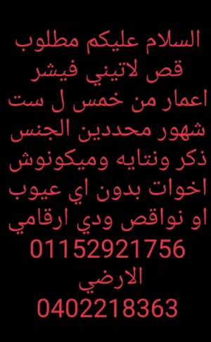 عصافير روز وفيشر و ردرام