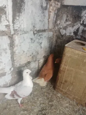 جوزين حمام للبيع