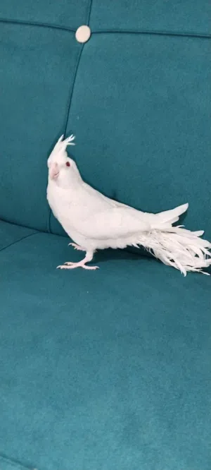 كوكتيل البينو عين حمرا اليف جدا