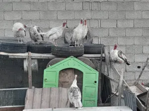 دجاج رومي 8 دجاجات وديك