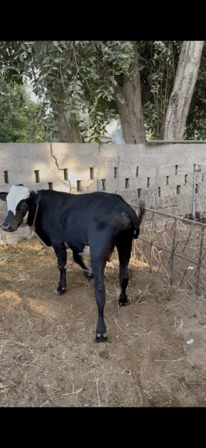 عجاله هولنديه وتهجين هولندي