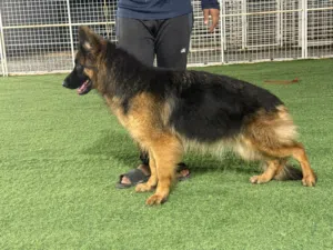 Female German Shepherd Showline, daughter of the champion Idol, is available. متوفر انثى جيرمن شيبرد
