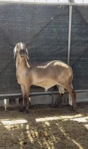 للبيع كبش سواكن