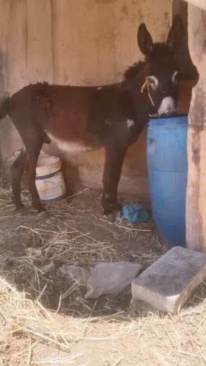 حمار فحل للبيع نخب اول العمر 4سنين