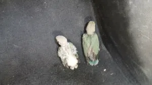 جوز افروخ ترويض روز