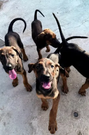 doberman mix malinois دوبر مان مكس مالينوا