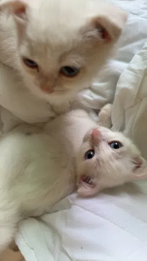 Two male four month old kittens pure white scottish fold. not vaccinated or microchipped.