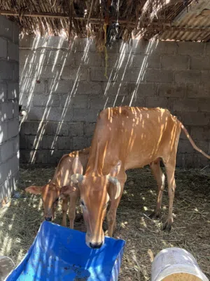 بقره محليه مع بنتها