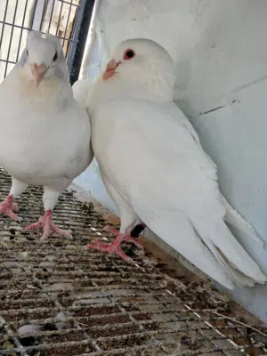 اربع جواز حمام فرنسي لاحم بيور