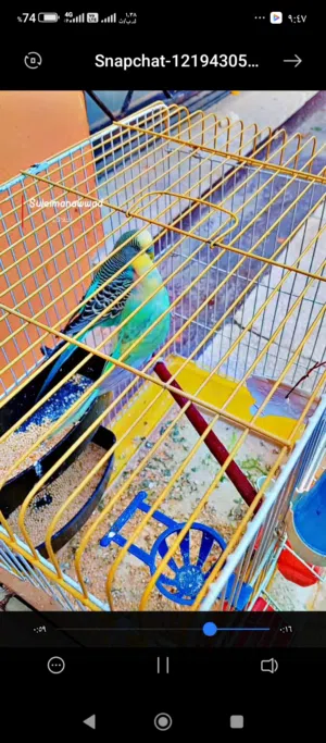 جوزين حب وخمس طيور حب وطيرة جنه وبلبل بلدي البيع كوم موجود فيديو بالاعلان