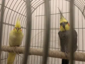 ( طائر / طيور ) كوكتيل ( ذكر + انثى + القفص )